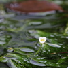 水面に咲く