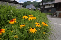 山村の花