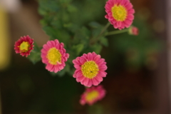 小菊