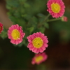 小菊