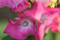紫陽花