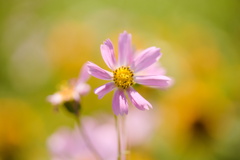 夏　秋桜