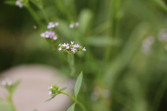 ちっちゃな花