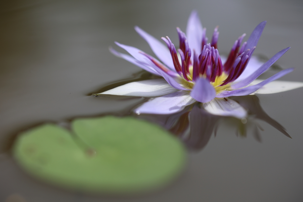 浮かぶ花