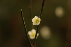 梅