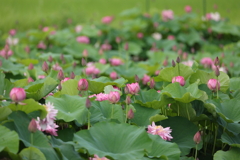 レンコンお花畑