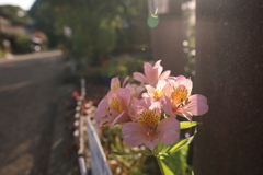 朝陽を浴びて