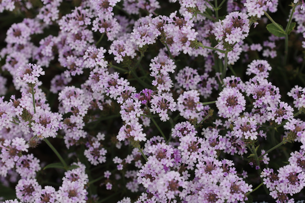 バーベナ・リギダ