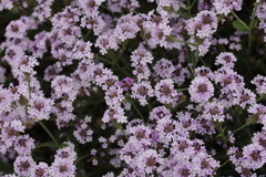 バーベナ・リギダ