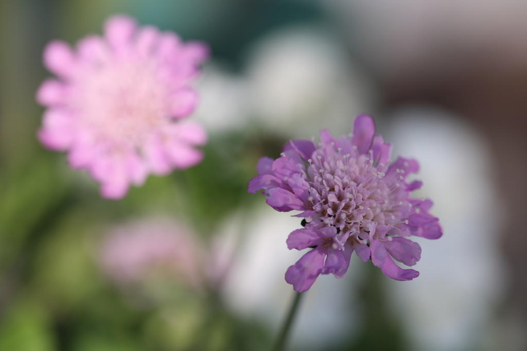 淡いピンクの花