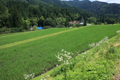 山間の田園風景