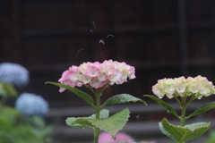 ぽちゃりと、梅雨入り