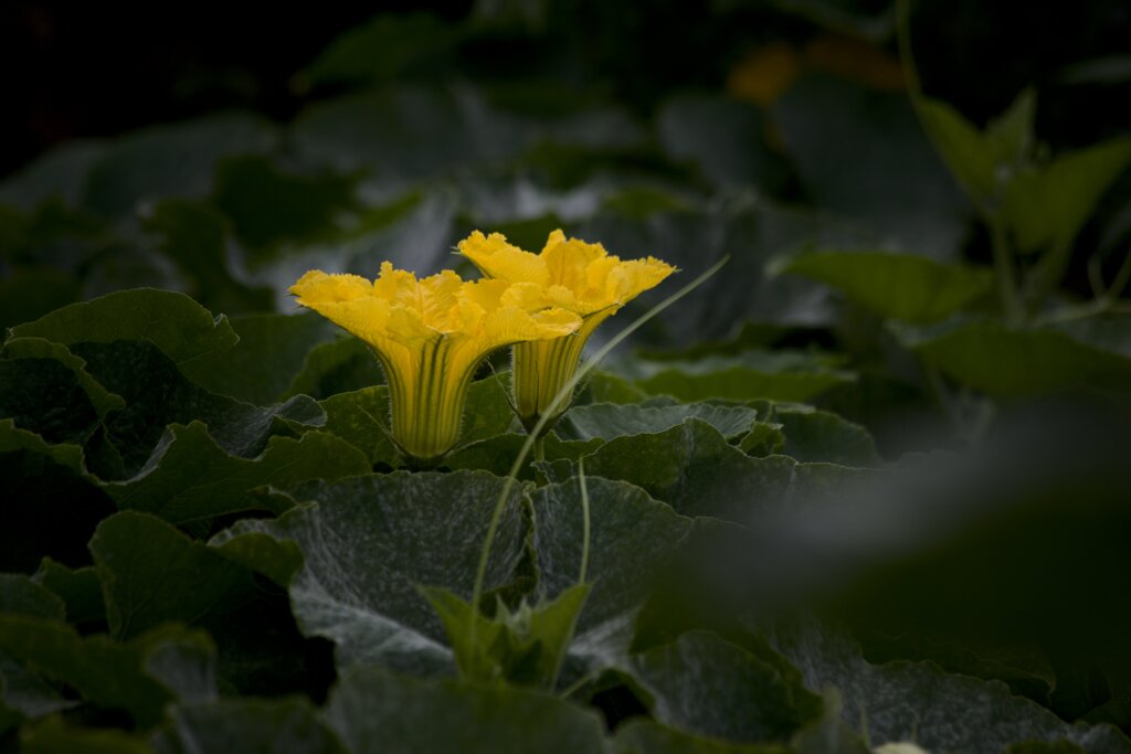 squash