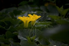 squash