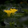 squash