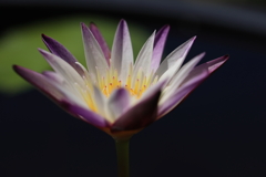 灯