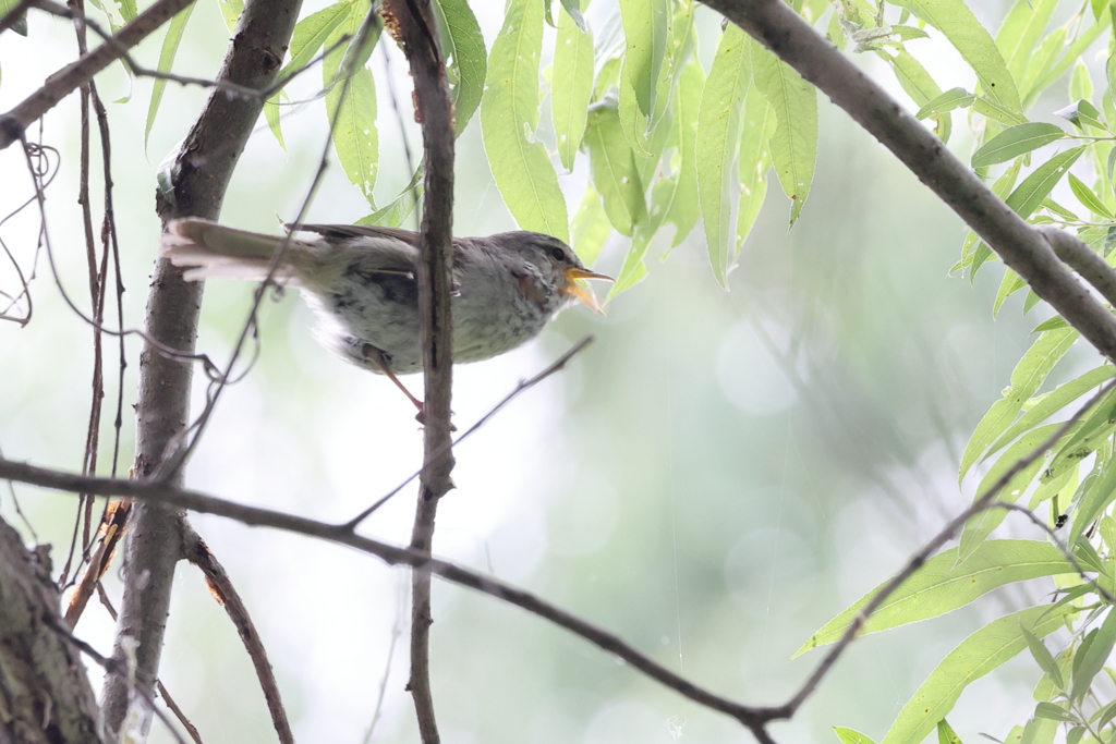 春告鳥　いつまで鳴くの？