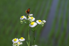 田んぼの花と蝶