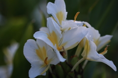 花縮紗