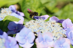 ブンブンと紫陽花