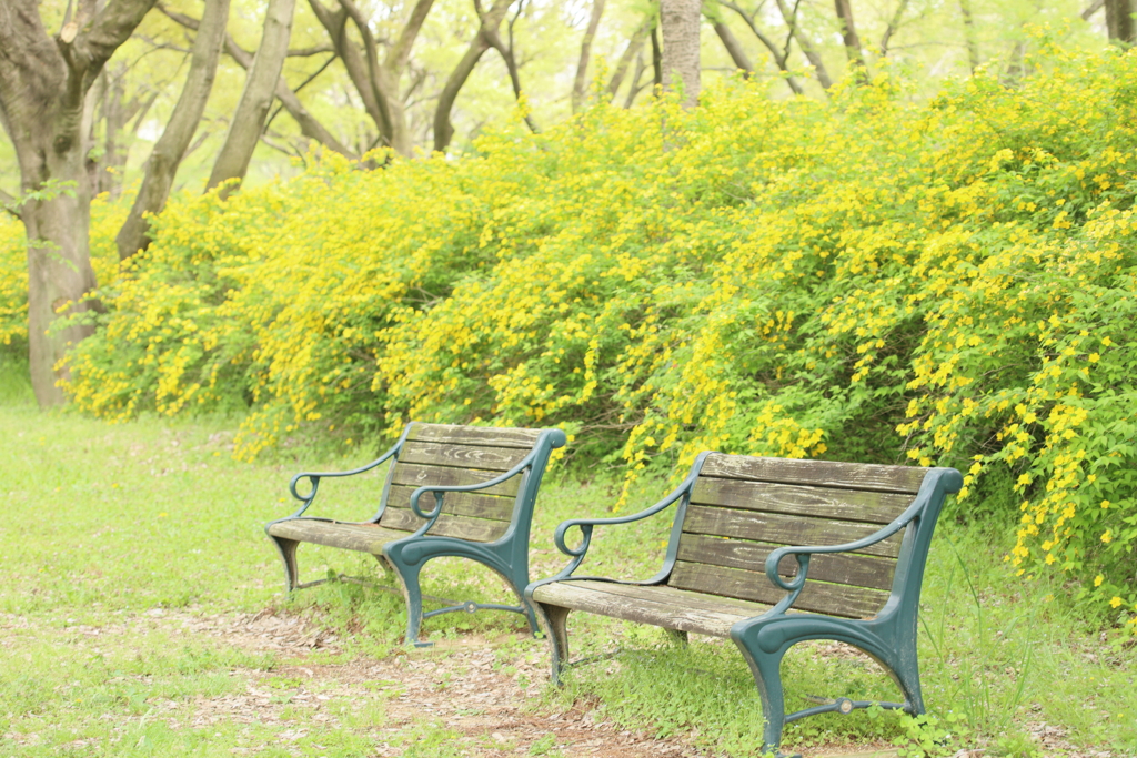 緑あふれるベンチ
