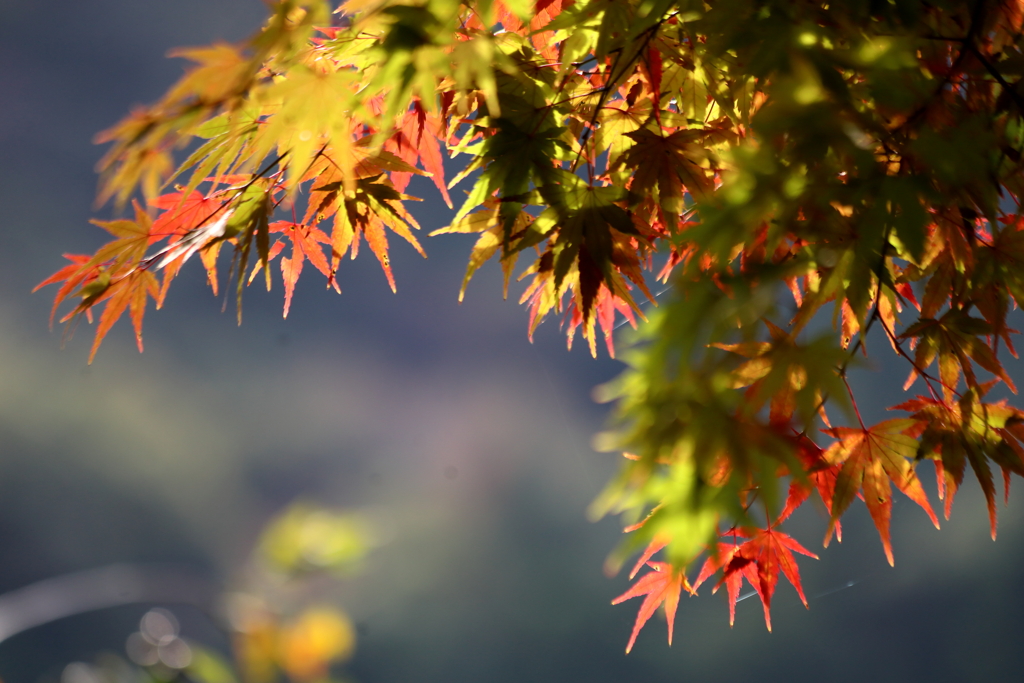 永源寺　紅葉前の頃