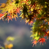 永源寺　紅葉前の頃