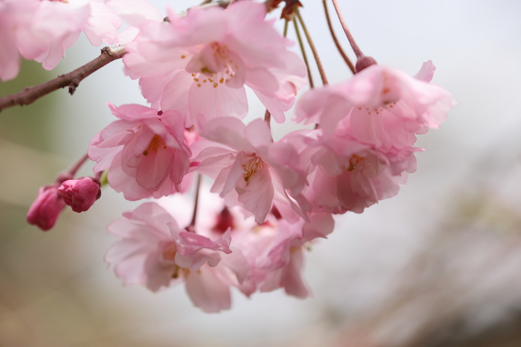 春の日に