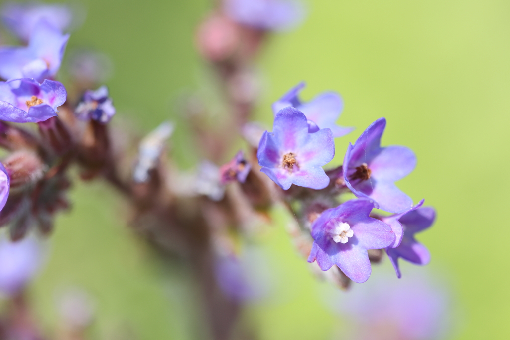 紫の花