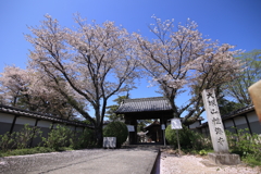 紫陽花の前の桜