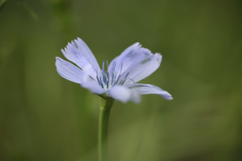 アスパラガスチコリ