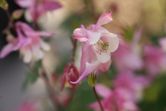 華やかに