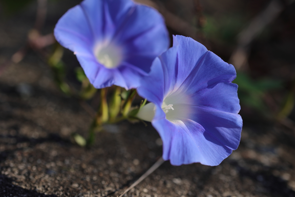 blue