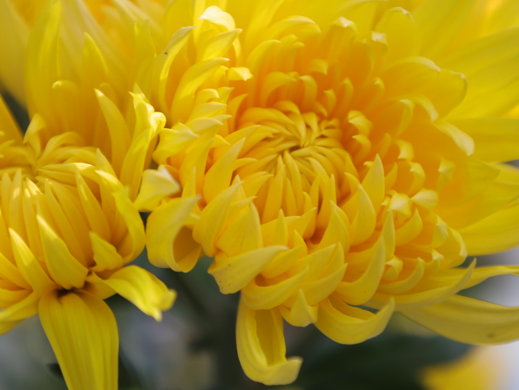 菊
