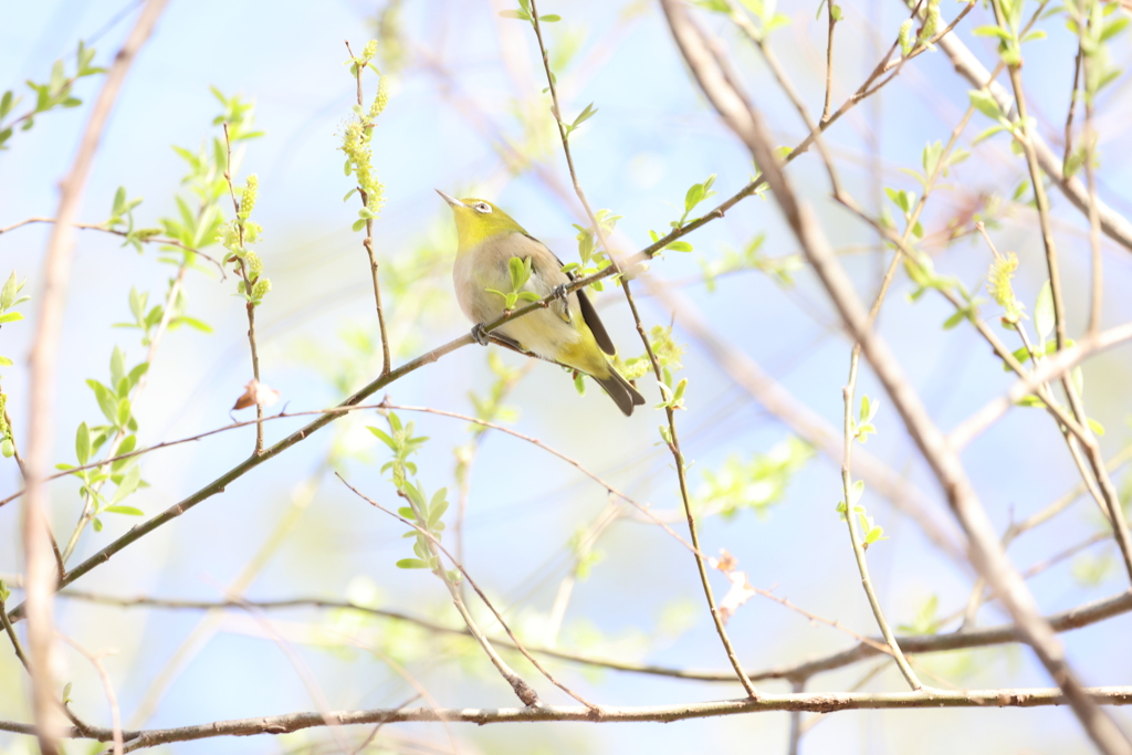 春の陽に