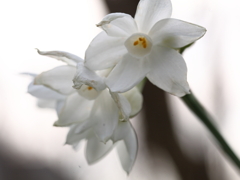 冬の花
