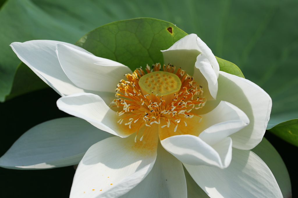 レンコンの白い花