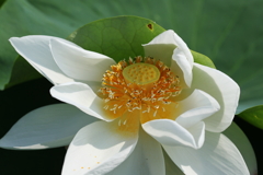 レンコンの白い花
