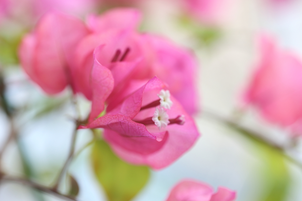 情熱の花言葉