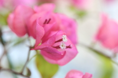 情熱の花言葉