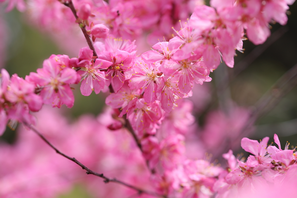花の飾り