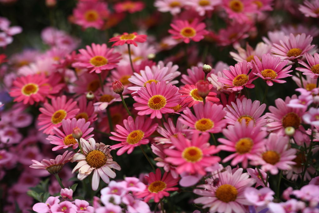 5月の花壇