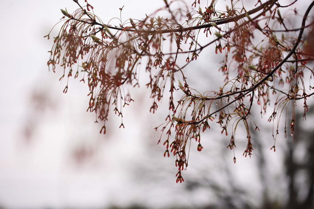 春雨に濡れて