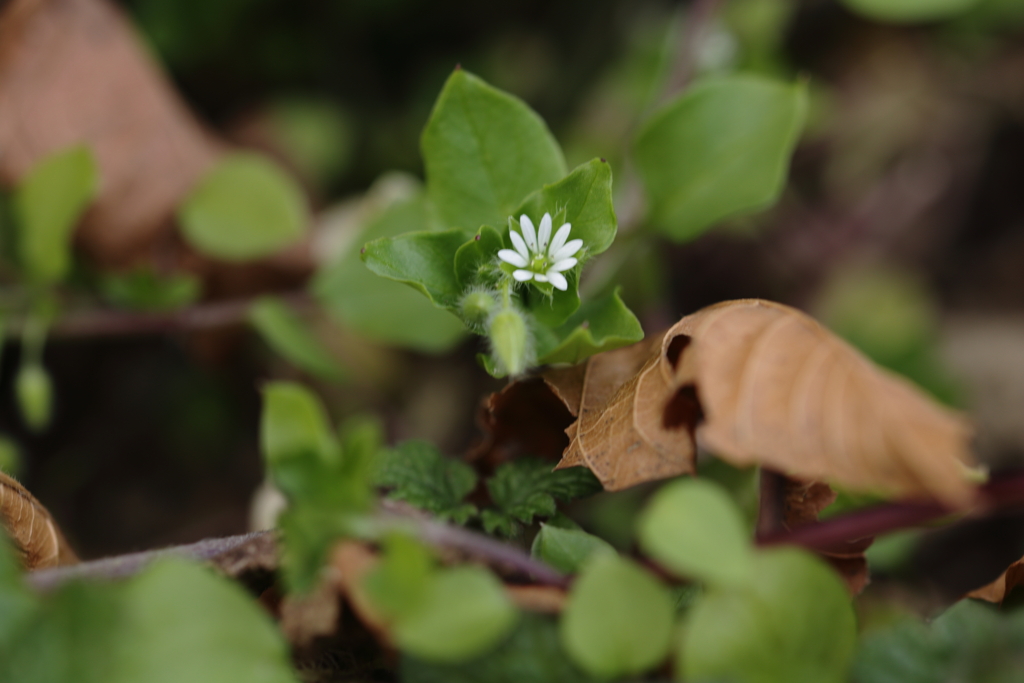 冬の小さな花
