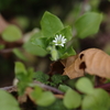 冬の小さな花