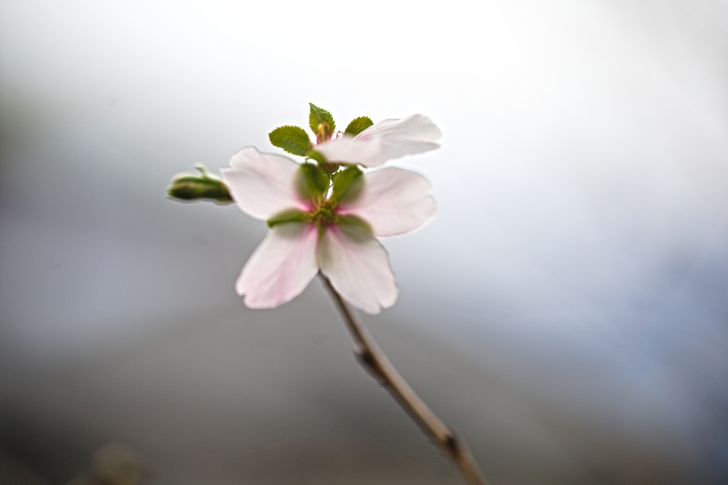 10月桜