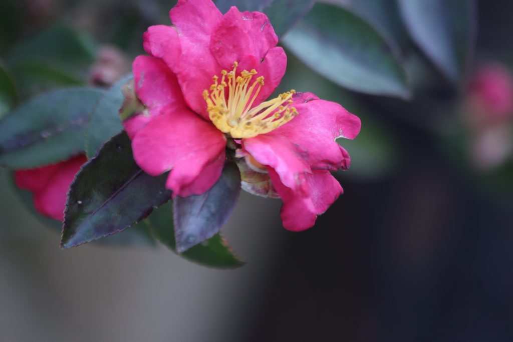 山茶花