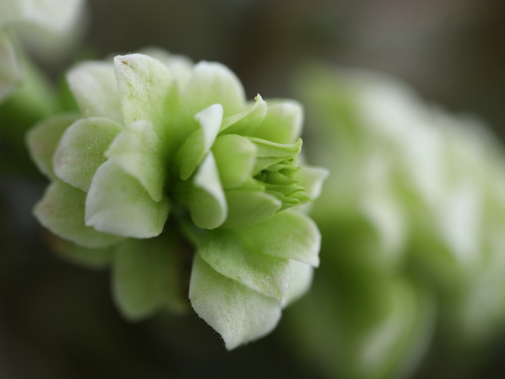 薔薇のような