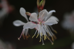蝶のように