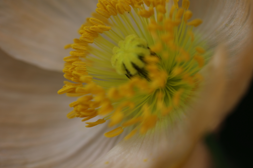 花粉